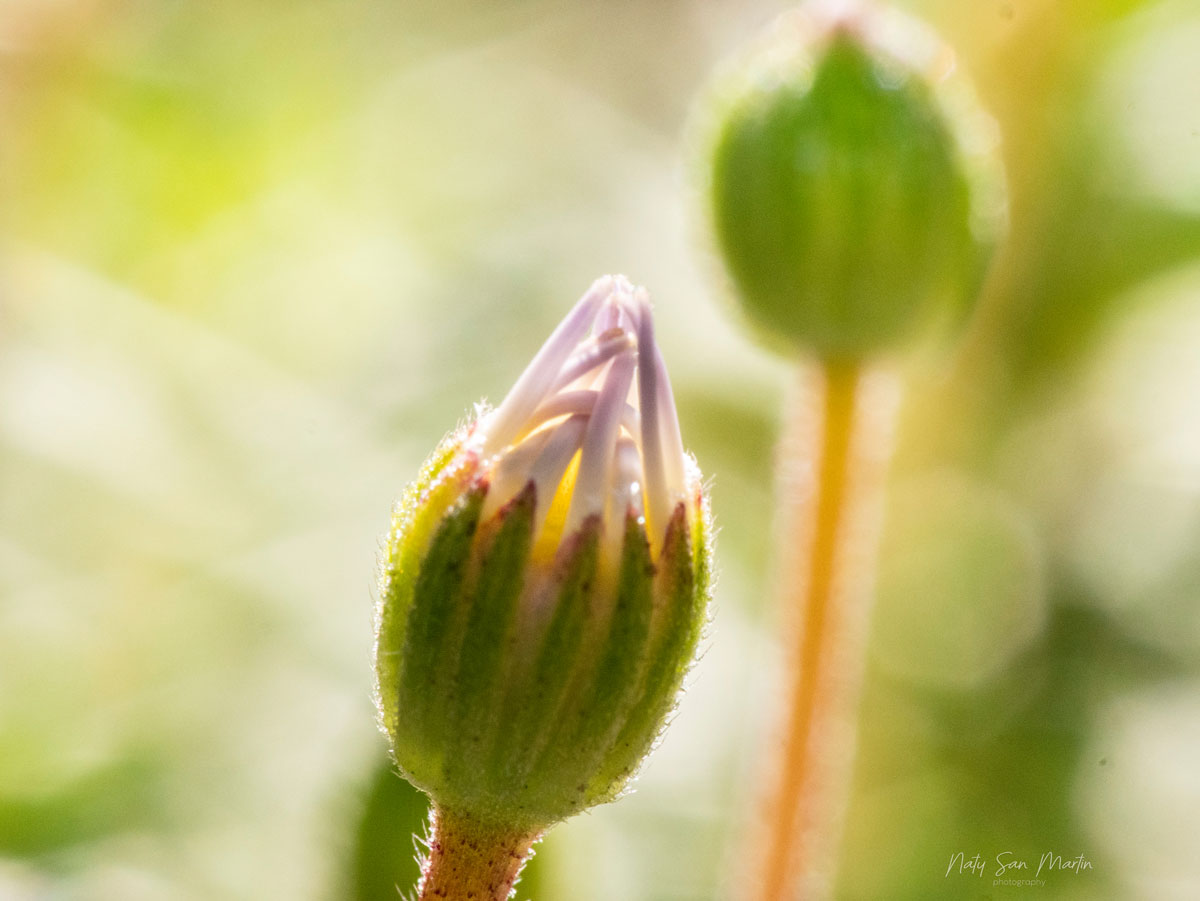 terapia regresiva flor duendes gnomos hadas bosque