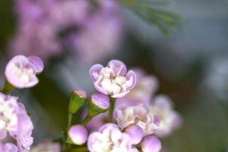 flores